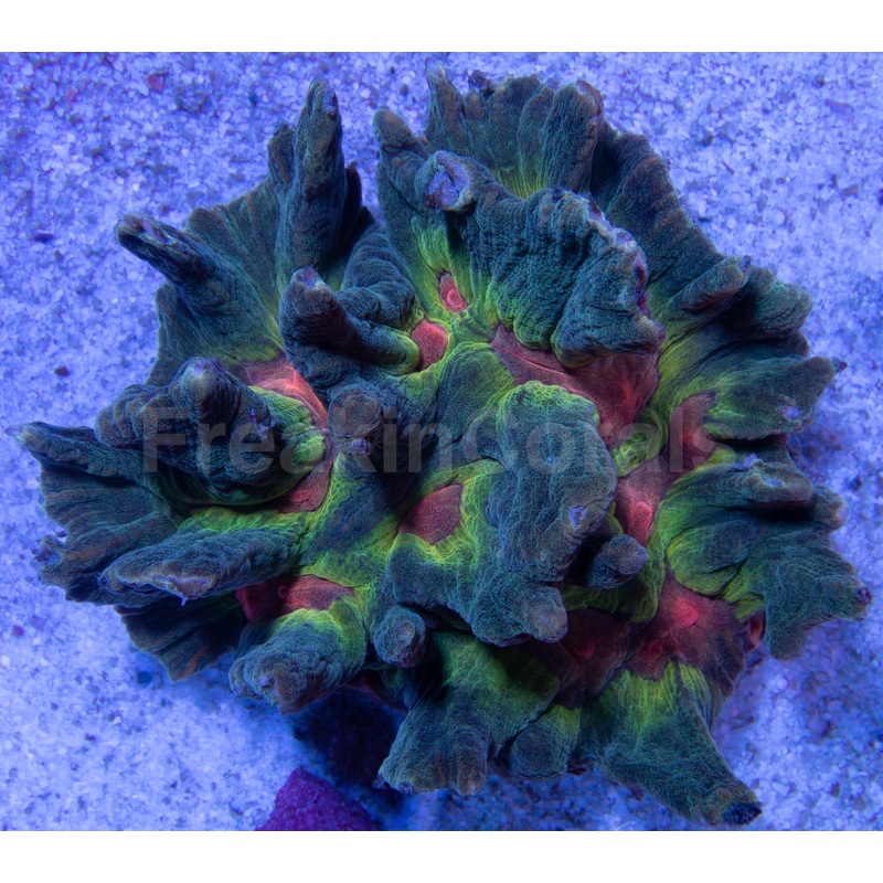 FK Rainbow Pectina Indo
