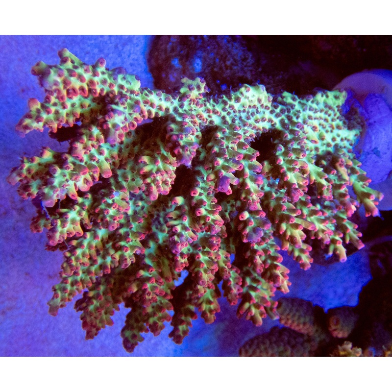 FK Red Tip Shortcake Aussie Acropora