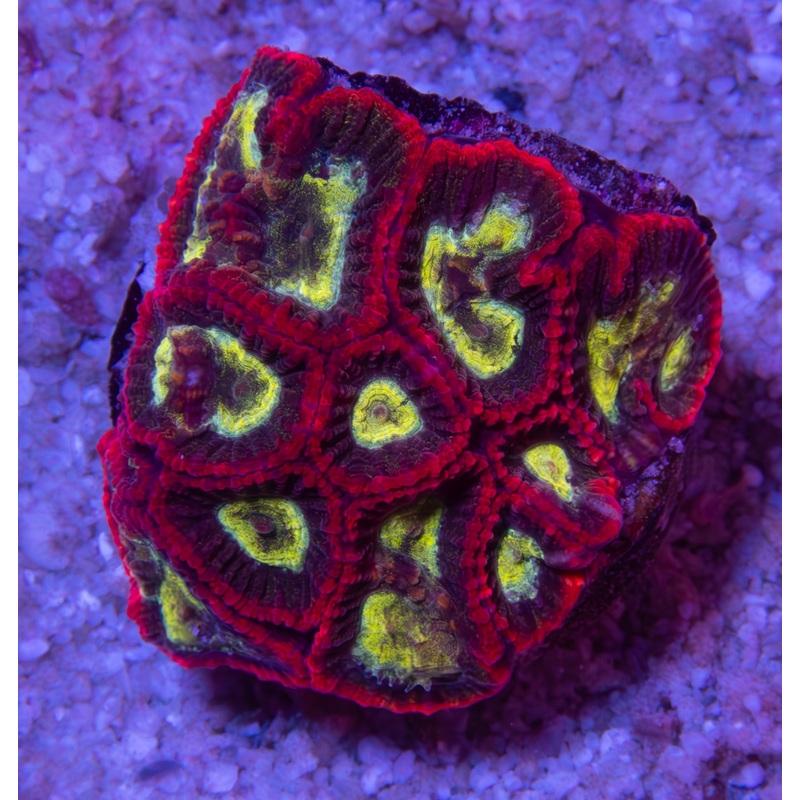 FK Red Wall Favites (Homegrown Coral)