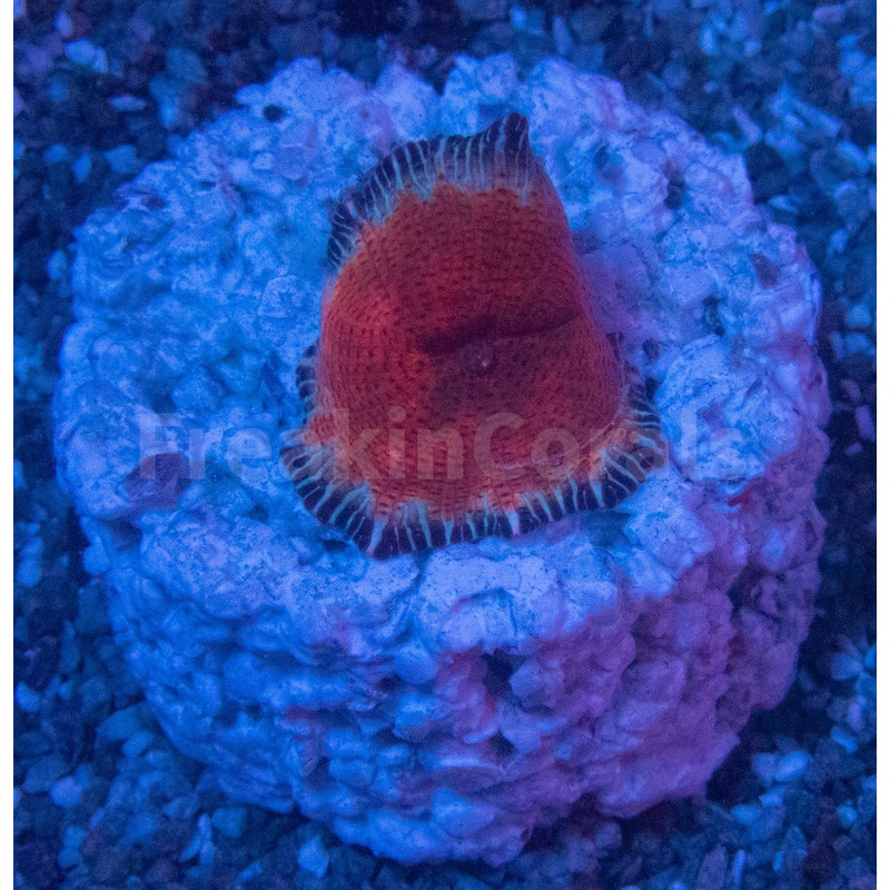 FK Toxiplasma Discosoma (Collector Coral -  Exclusive) FIRST REALEASE WORLDWIDE