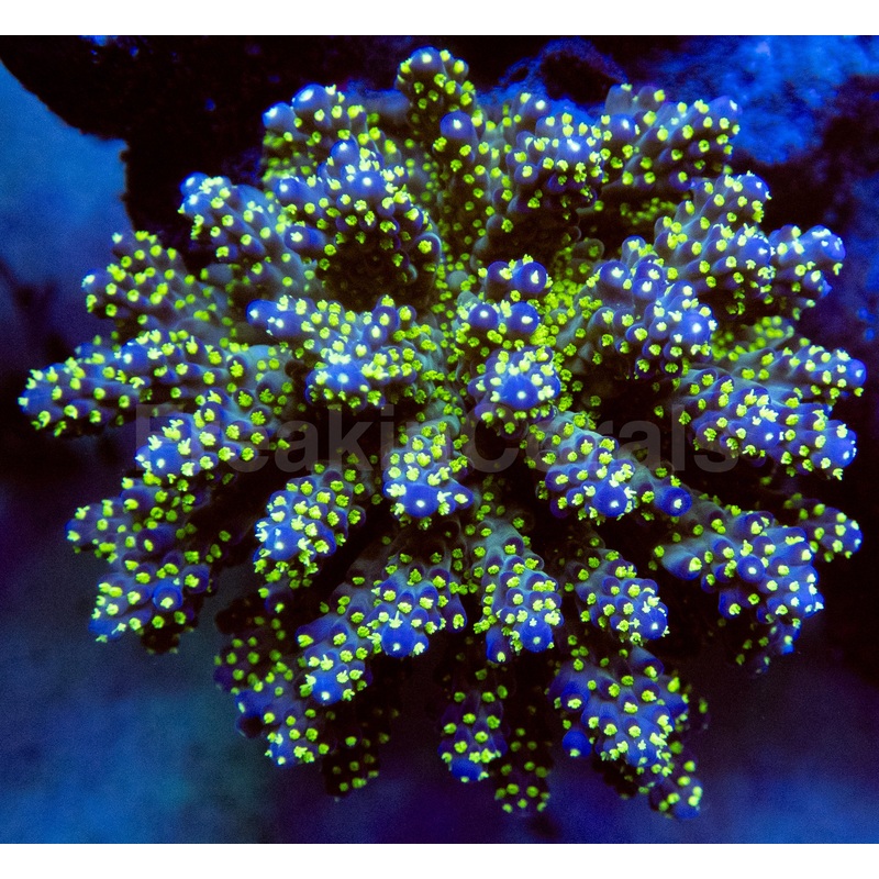 FK Tricolor Acropora