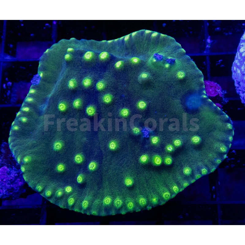 FK Turbinaria Reniformis FK1436