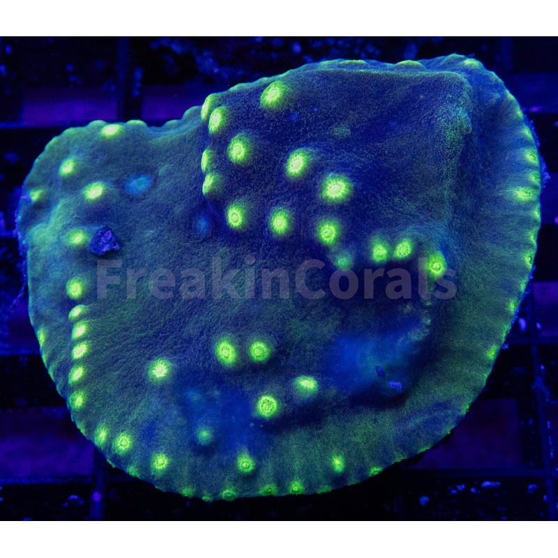 FK Turbinaria Reniformis FK1453
