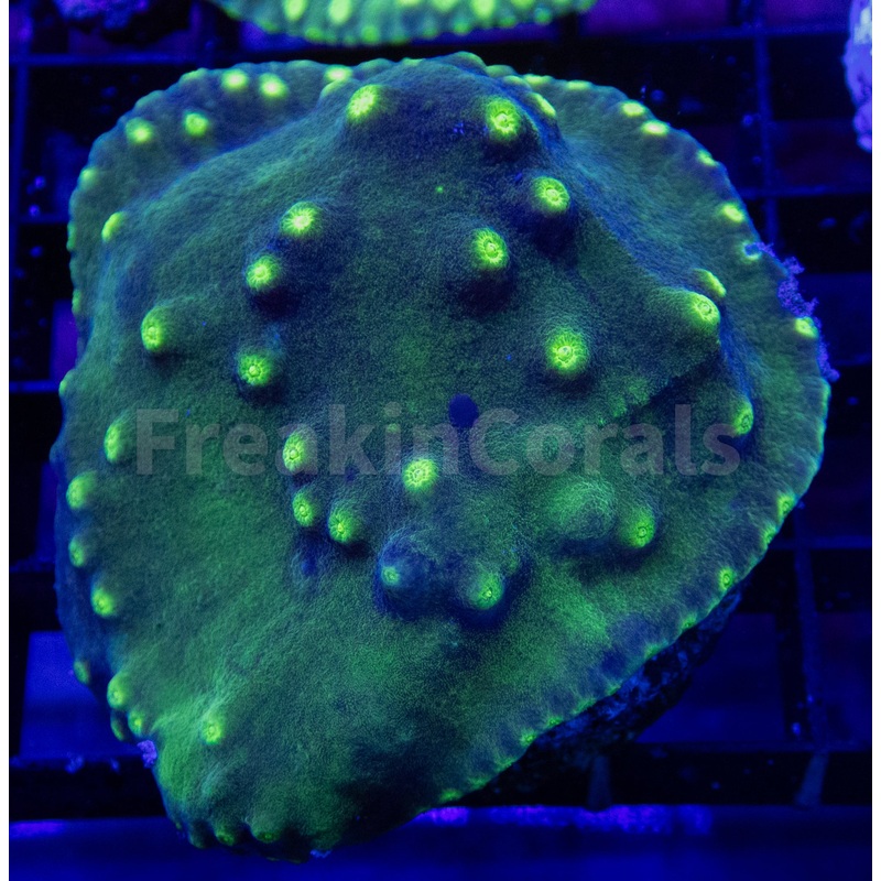 FK Turbinaria Reniformis FK1563