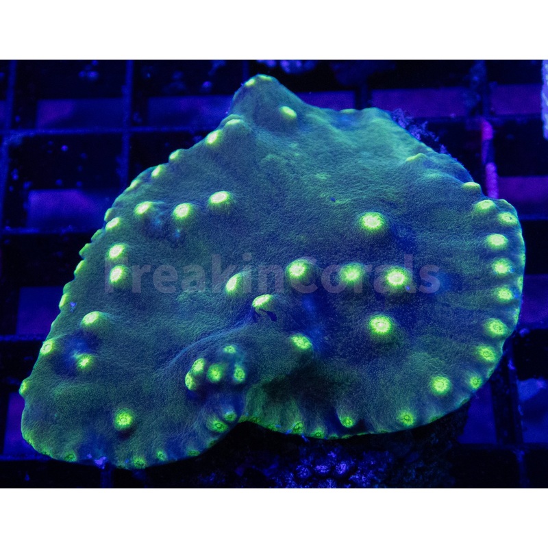 FK Turbinaria Reniformis FK1678