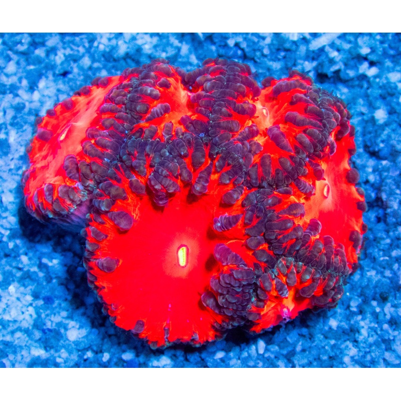 FK Vampire Blatomussa Colony