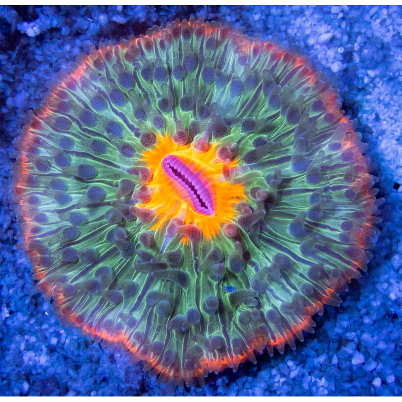 FK Vulcano Ring Fungia (Aussie Coral) FK357