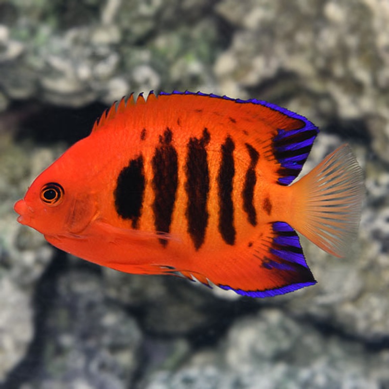 Flame Angel Fish