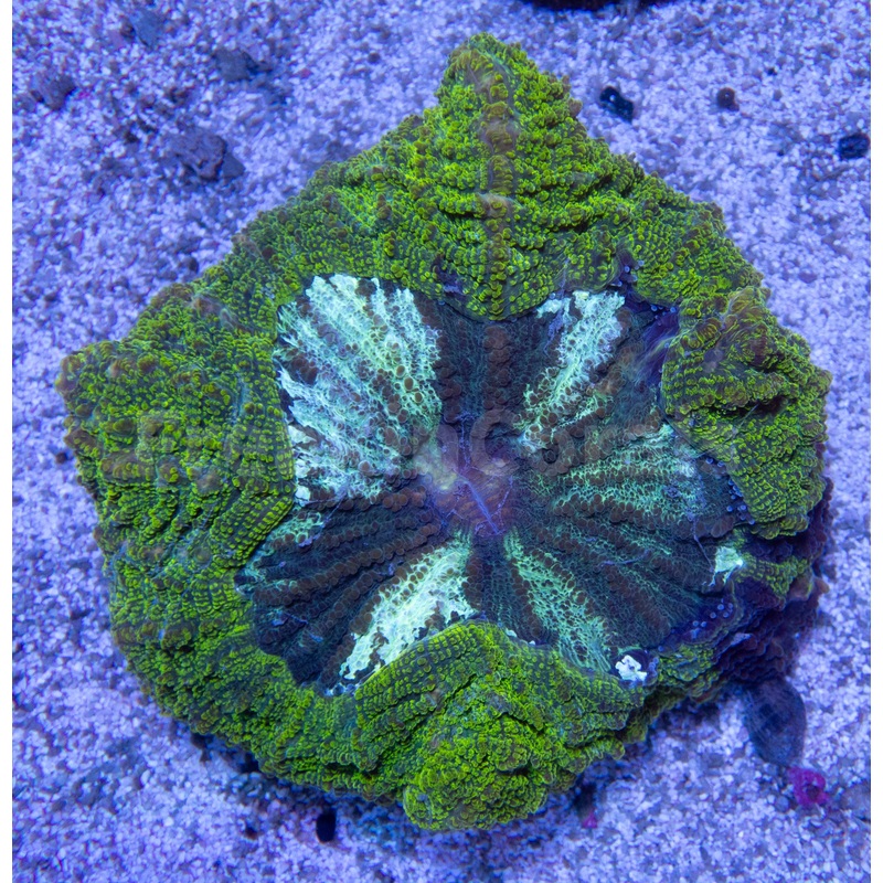 Green Stripes Acantophyllia Deshayesiana LPS670