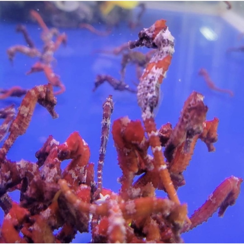 Hippocampus Erectus