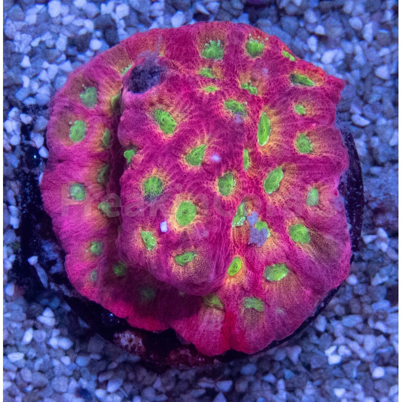 JF DayGlo Pentagona Favites (Jason Fox USA Signature Corals)