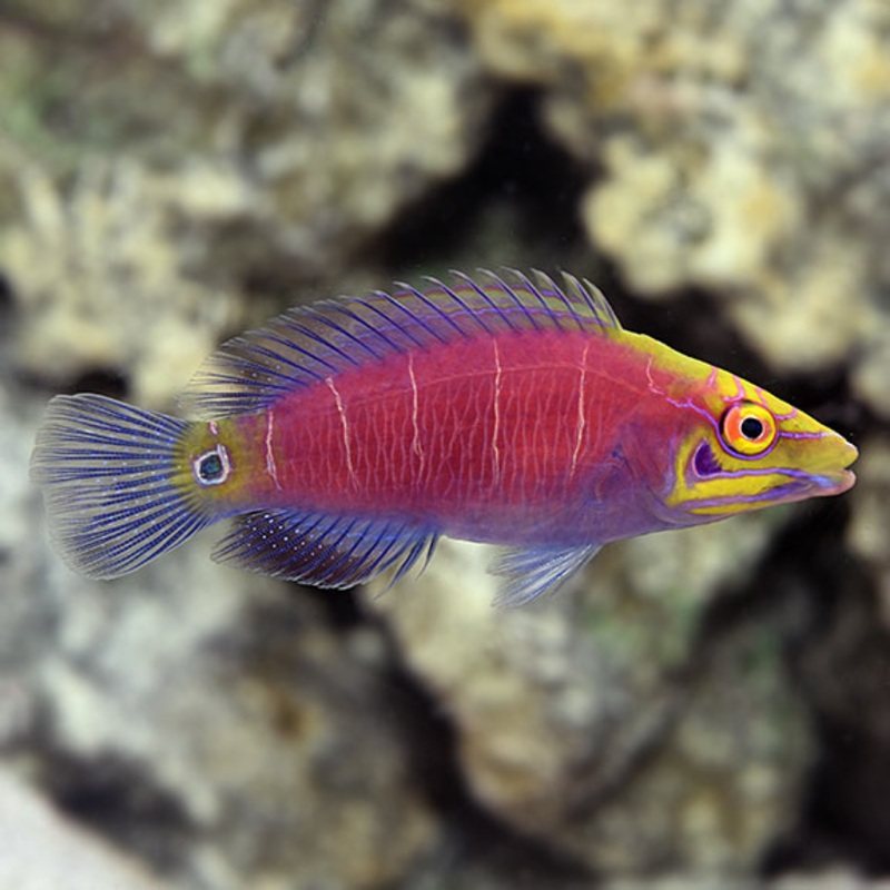 Mystery Wrasse (Pseudocheilinus ocellatus)