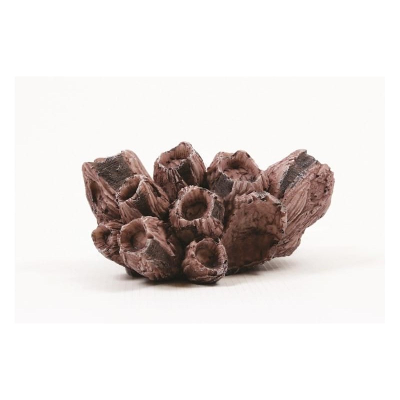 Natureform Coral Barnacle Cluster Conchylepes sp. 14.3 x 10.5 x 7.5cm-9764