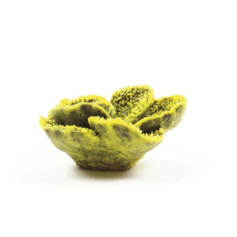 Natureform Coral Cup Yellow/Purple Tubinaria sp. 15.5 x 15.5 x 7.5cm-9765