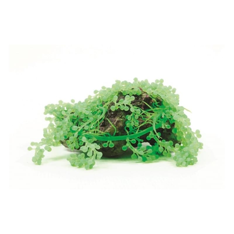 Natureform Coral Grape Algae Caulerpa sp. 22 x 18 x 10cm - 9762