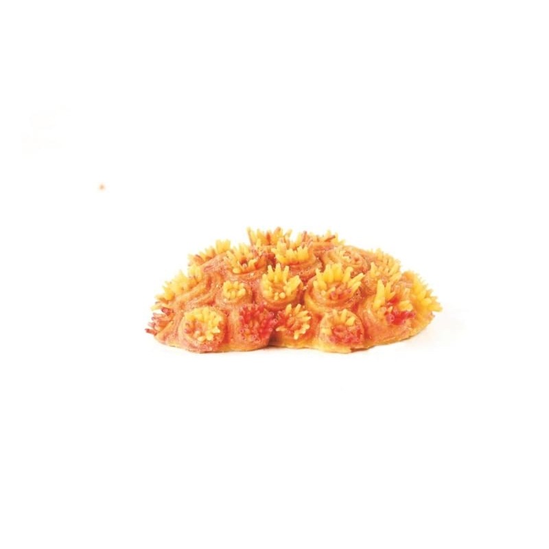 Natureform Coral Sun Coral Yellow/Orange Tubastrea sp. 10.5 x 7.5 x 3cm - 9760