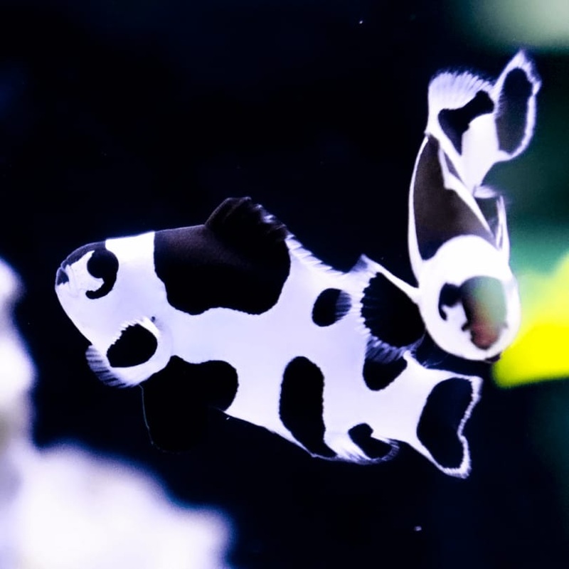 Ocellaris Storm - Amphiprion ocellaris