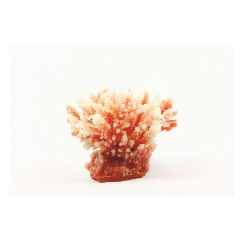 Staghorn White/Red Acropora sp. 10.5 x 8.5 x 8cm Natureform Coral - 9745