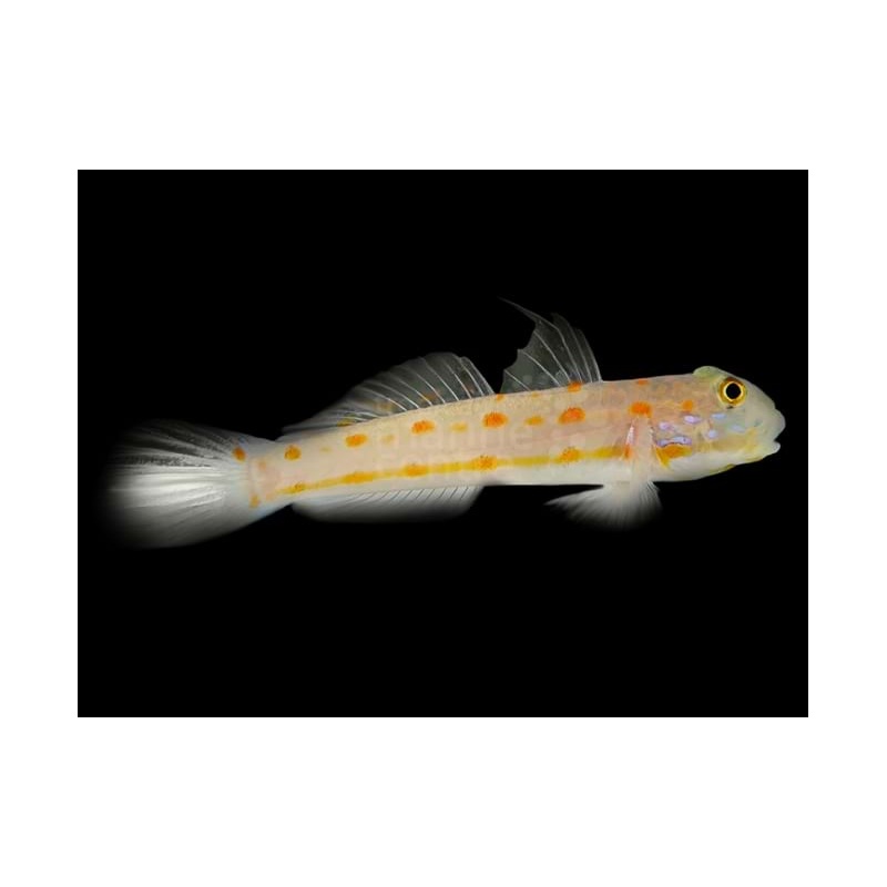 Valenciennea puellaris