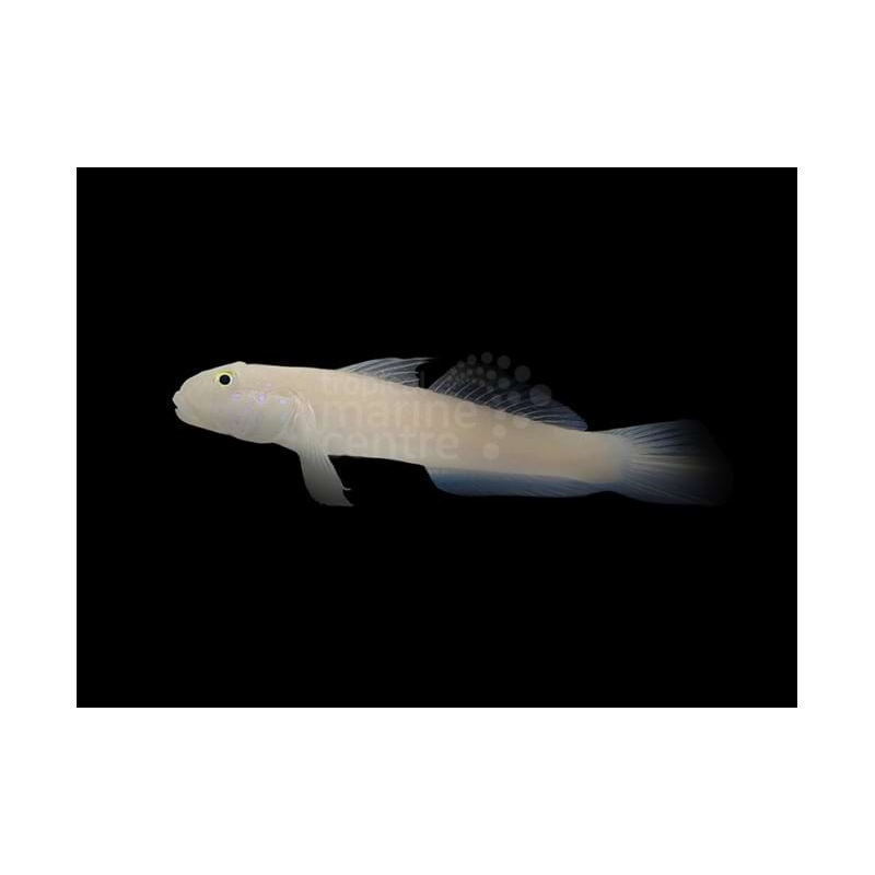 Valenciennea sexguttata