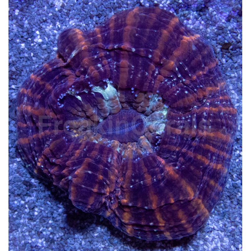 Acanthophyllia deshayesiana Aussie Blue & Green Stripe
