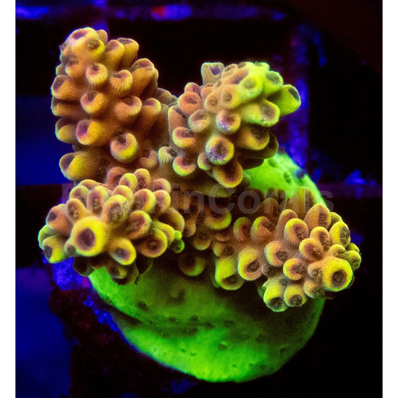 Acropora Frag Ultra (Acropora spp.)