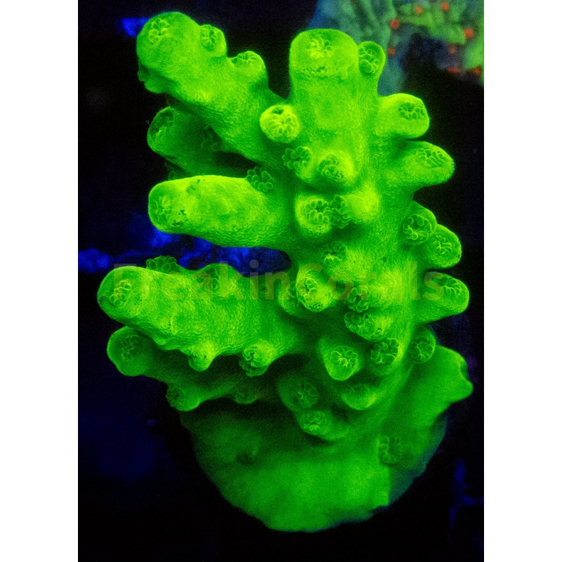 Acropora spp. Frag