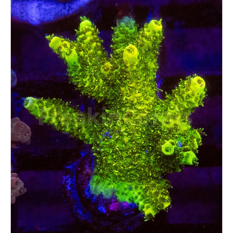 Acropora spp. Frag Ultra
