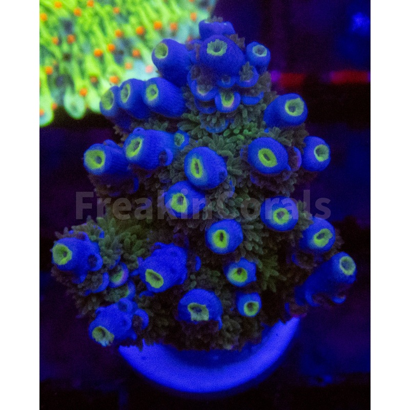 Acropora spp. Frag Ultra Quick Stats
