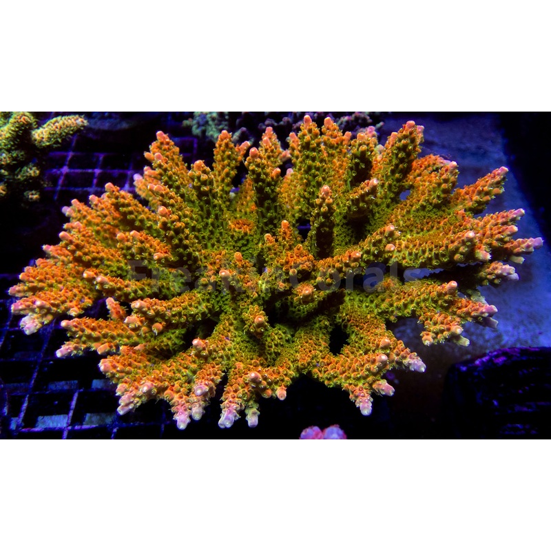 Amberflare Acropora (Cut to Order)
