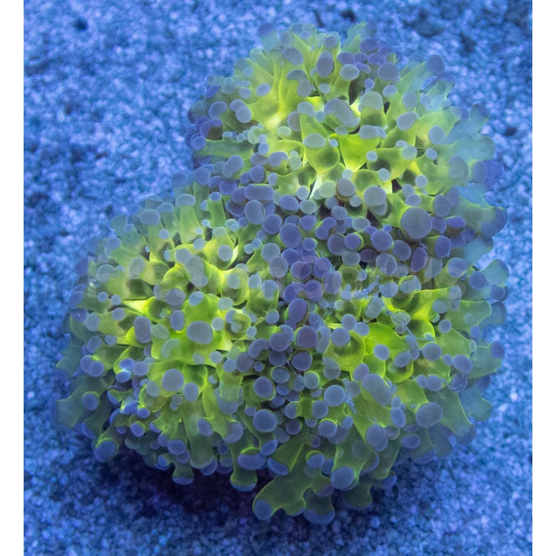 Aurora Glow Euphyllia (Euphyllia paradivisa)