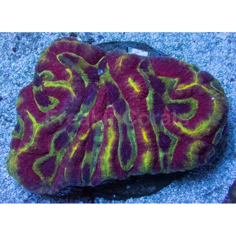 Aurora Veil Symphyllia (Symphyllia spp.)