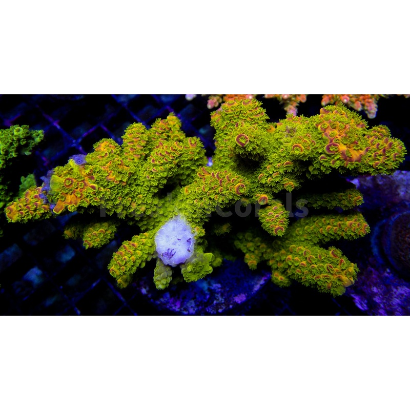 Auroralis Acropora (Cut to Order)