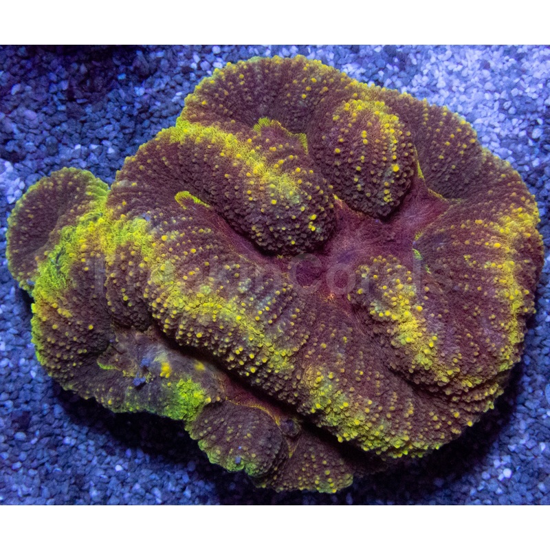 Aussie Blue & Green Stripe Acanthophyllia (Acanthophyllia deshayesiana  Striking Dual-Tone Radiance)