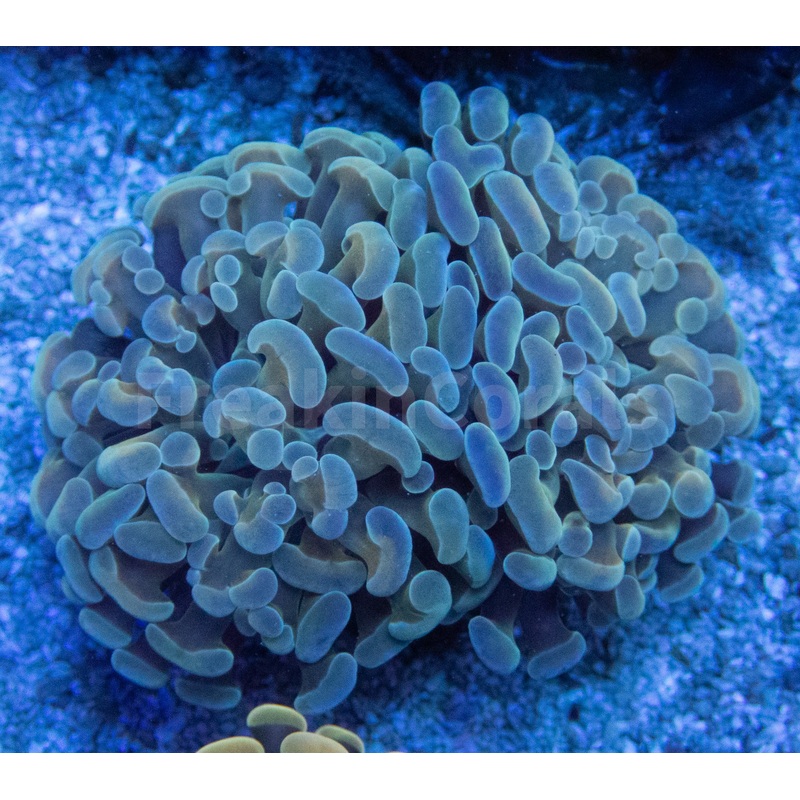"Azure Flame" Paraancora Euphyllia