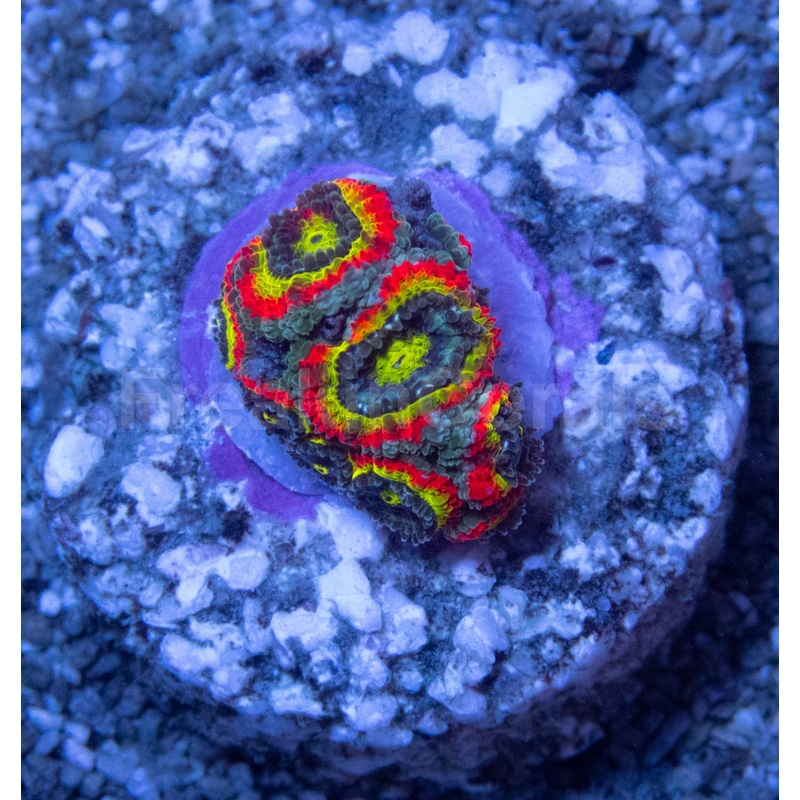 BigR Holy Grail Micromussa (Micromussa lordhowensis)
