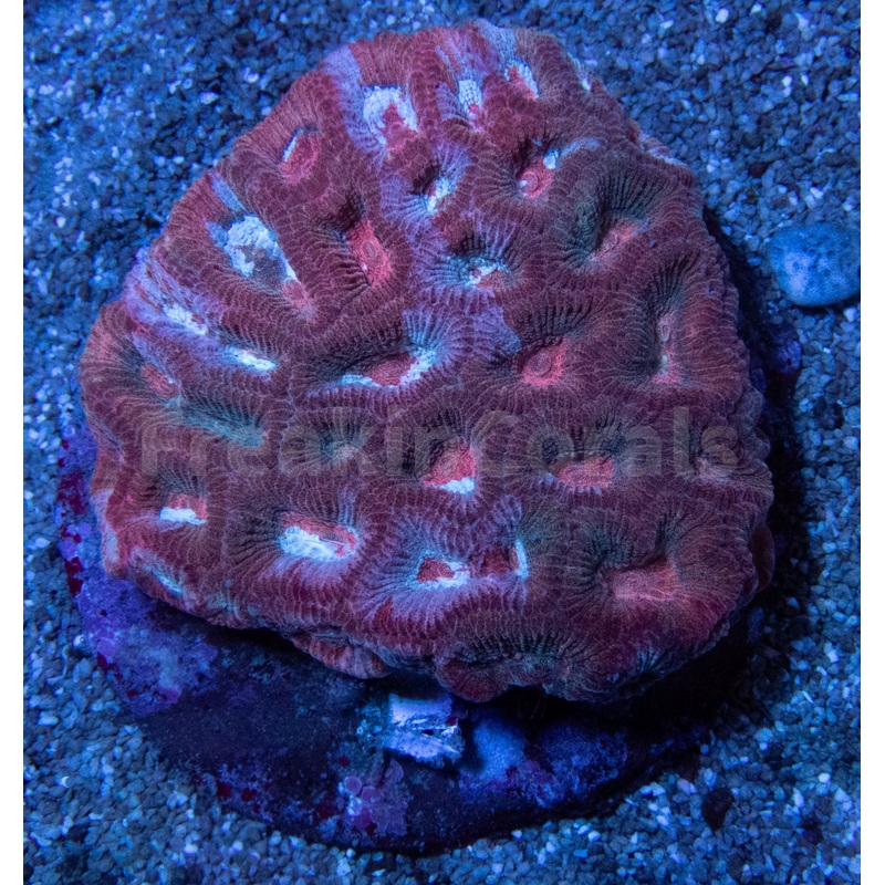 Bloodfire Mosaic Favites (Collector Coral - ULTIMATE CORAL)