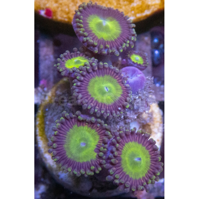 Candy Apple Zoanthus (Zoanthus spp.  Vibrant Green with Orange Highlights)