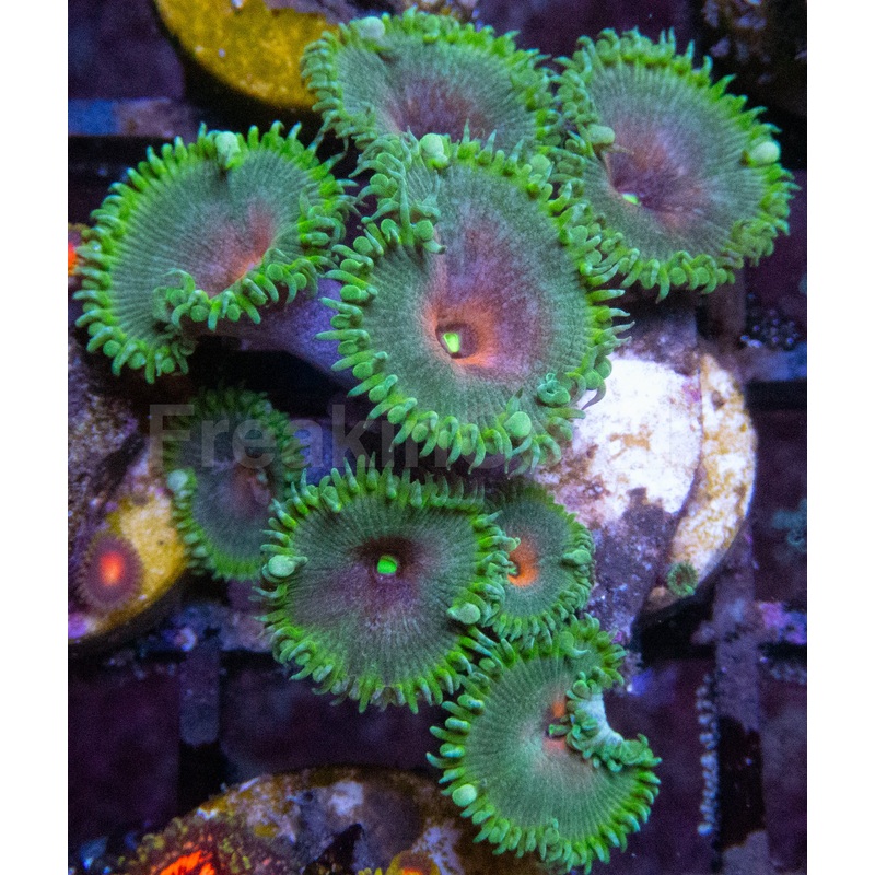 Captain America Zoanthus (Zoanthus spp.  Iconic Hero Colors)