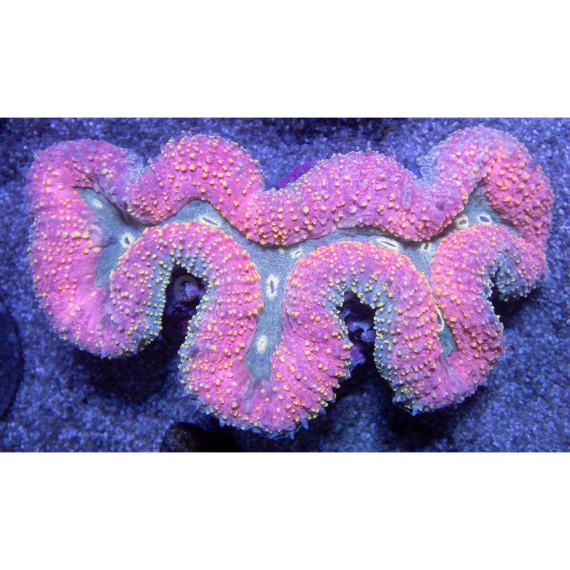 Celestial Unicorn Lobophyllia (Lobophyllia sp.)