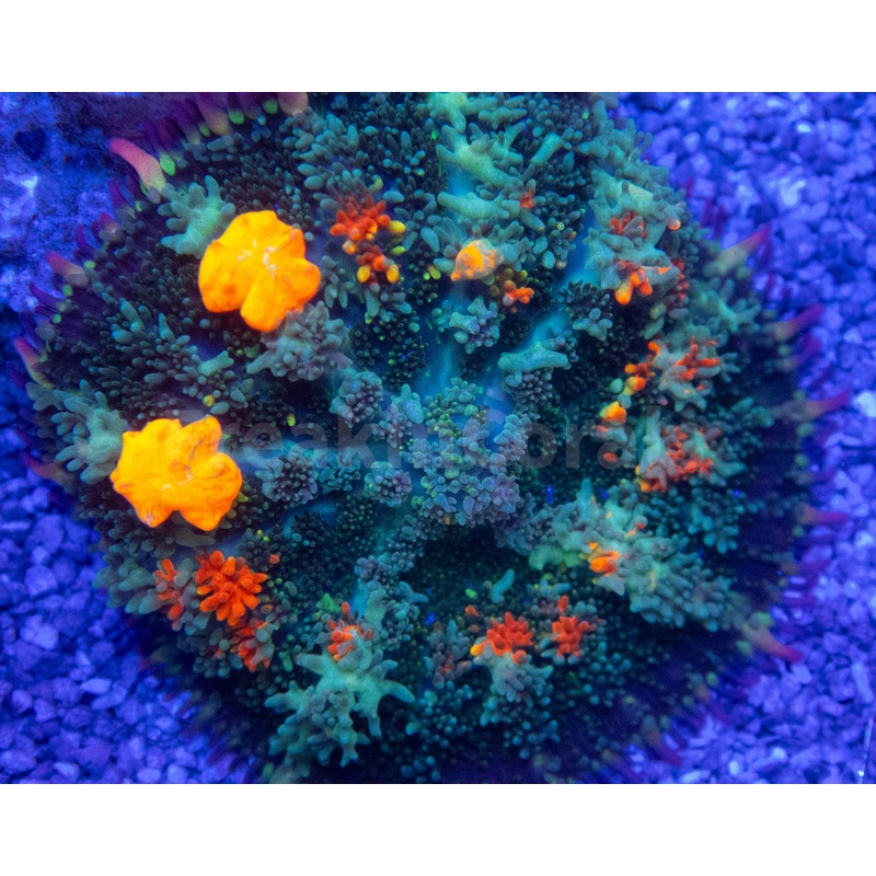 Citrus Bounce Rhodactis