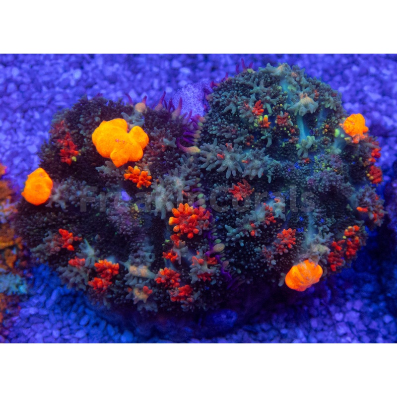 Citrus Bounce Rhodactis (2 Polyps)