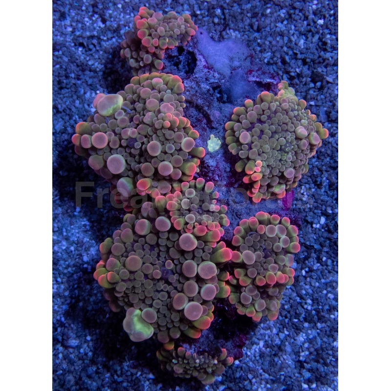 Collector's Edition: Enchanted Rainbow Ricordea Yuma Extra Bubble (Cut-to-Order)