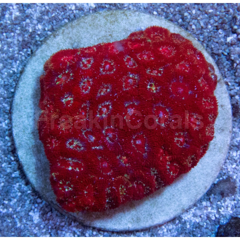 Crimson Crown Micromussa (Micromussa spp.)