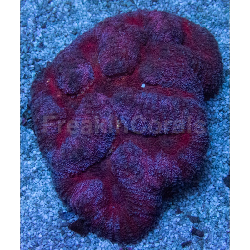 Crimson Eclipse Symphyllia (Symphyllia spp.)