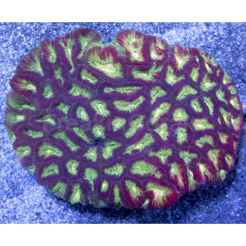 Crimson Glow Favites (Favites spp.)