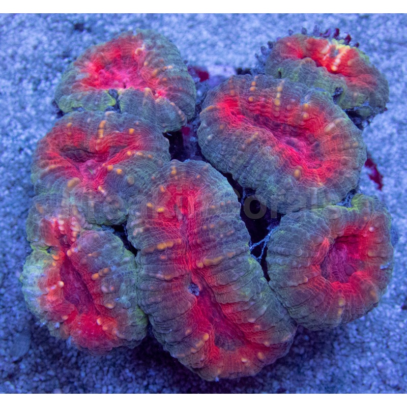 Crimson Glow Lobophyllia (Lobophyllia spp.)