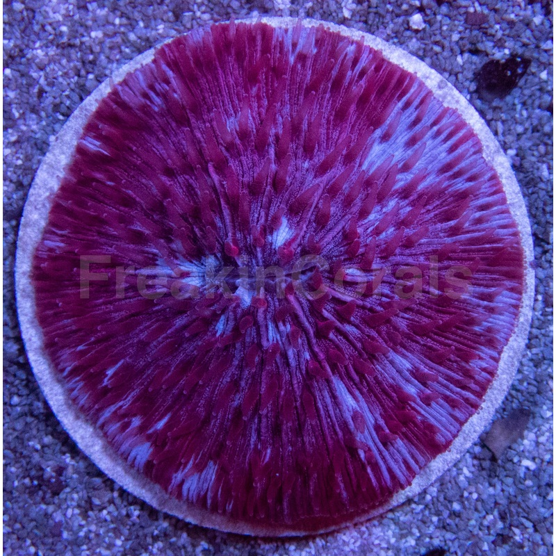 Crimson Halo Fungia (Fungia sp., Rare Color)