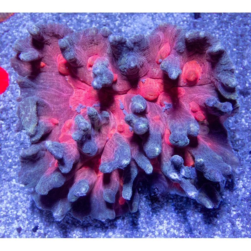 Crimson Inferno Pectinia (Pectinia spp.)