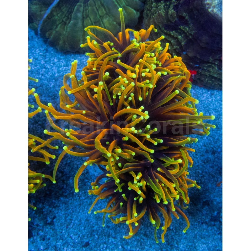 Dragon Soul Torch Coral (Euphyllia glabrescens  Multi-Headed Variant)